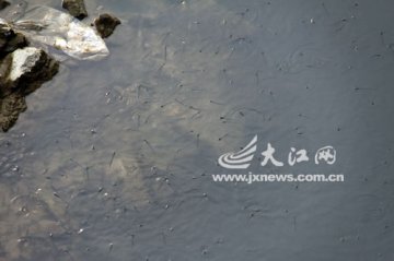 上百人沿被污染河流捞死鱼 部分人将其出售获利