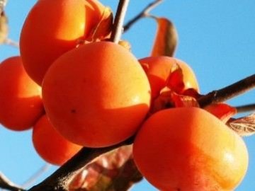 营养师每天必吃的8种养生食物