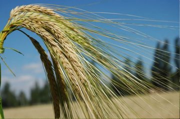 营养师不外传的25种抗老食物