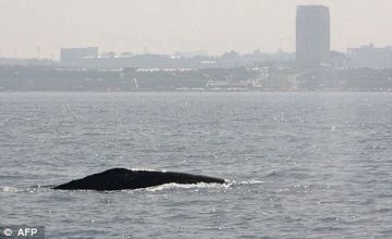 灰鲸迁徙数千公里抵达地中海震惊生物学家