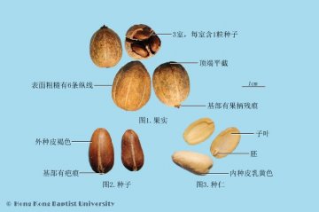 巴豆（Badou）中药材鉴别照片