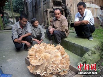 村民森林中发现44斤重巨型天然蘑菇