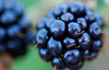 警惕！这10种家常食物可能是“有毒食品”