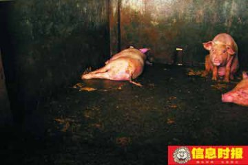吊车碰到电线电死60多头猪