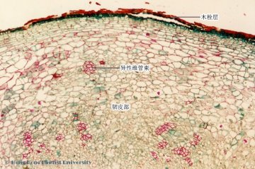 何首乌（Heshouwu）中药材横切面显微鉴别照片