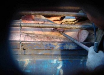 实拍不法商贩在路边给生猪注水过程