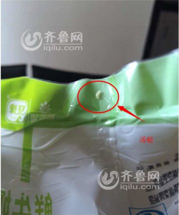 青岛琴牌奶“喝”出活蛆 回复：蛆是从外面爬进去的