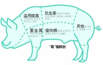 生猪“中毒”之旅：疫苗抗生素重金属瘦肉精