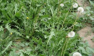 野菜是良药 盘点春季常见野菜功效