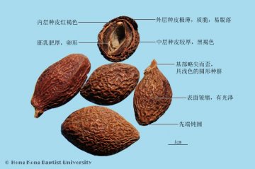 胖大海（Pangdahai）中药材鉴别照片