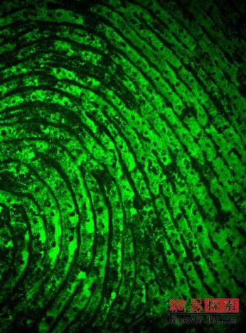 英国科学家开发新技术 指纹揭示出你的吸毒史