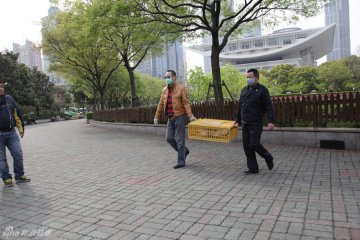 13.被抓住的鸽子送往鸽舍，进行统一饲养和防疫
