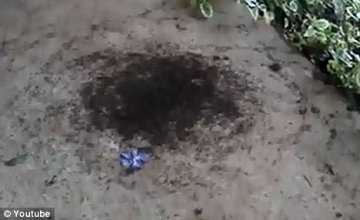 凶猛军蚁迷失方向原地转圈至筋疲力尽而亡