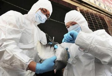 科学家：H7N9病毒仍在演变 似“飞靶”