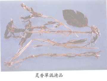 灵香草混淆品--垂花香草（Chuihuaxiangcao）