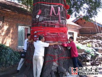 数百年榆树高达15米 从未招过蚂蚁虫子
