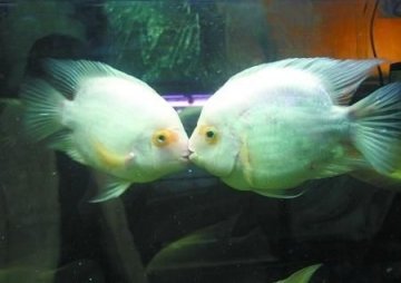 水族馆内一对鱼儿见面就亲吻 被分开后绝食