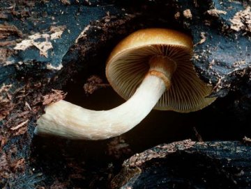 美丽的诱惑：自然界七种致命毒蘑菇