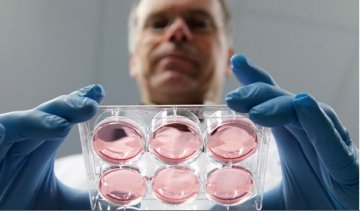 荷兰科学家25万欧元研制人造肉饼