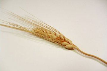 能杀死癌细胞八大食物