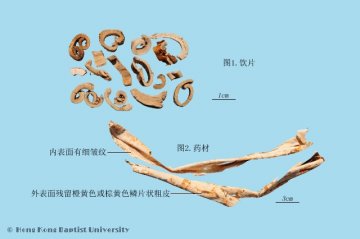 桑白皮（Sangbaipi）中药材鉴别照片