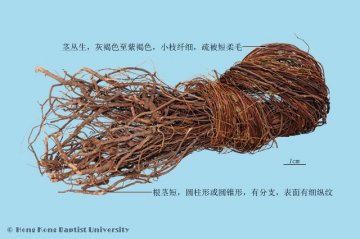 鸡骨草（Jigucao）中药材鉴别照片
