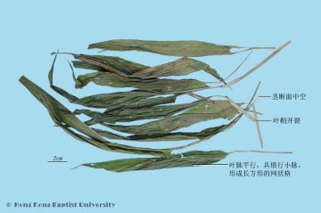 淡竹叶（Danzhuye）中药材鉴别照片