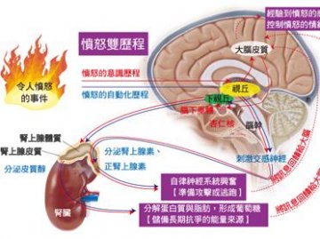 第306医院顾建文：鞍隔脑膜瘤容易被误诊为垂体瘤