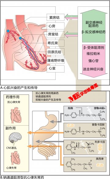 信息图：心脏药物作用靶点简图