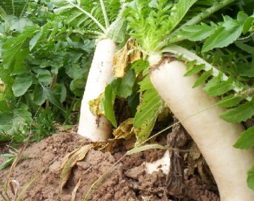 8种食物竟能杀死癌细胞