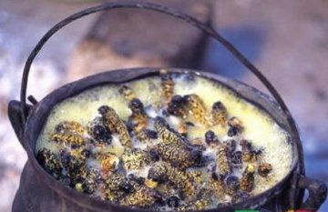 盘点：世界各地的“非主流”食物