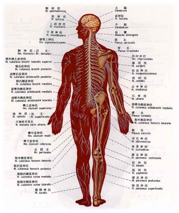 神经系统概图