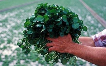 英国研究发现常吃豆瓣菜有助预防乳腺癌