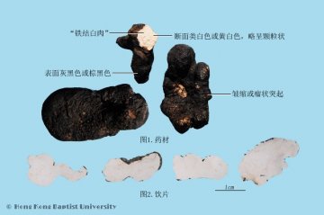 猪苓（Zhuling）中药材鉴别照片