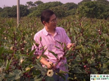 药友谈药：我对玫瑰茄15天内价格预测