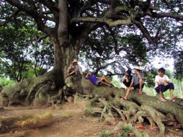 古树汁液见血封喉 与村民平安共处800年