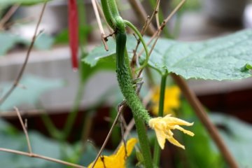 6个食疗妙方除口臭