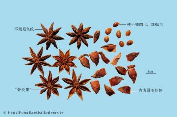 八角茴香（Bajiaohuixiang）中药材鉴别照片