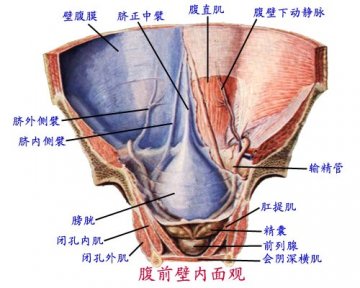 腹前壁内面观