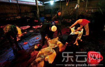 业内称牛肉市场价低于活牛进价 注水才能不亏损