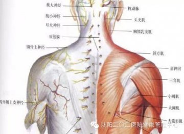 军医提醒：肩颈是毒素最易堆积的地方