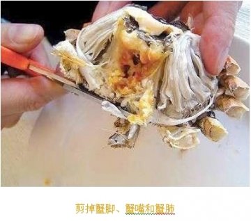 如何优雅食用大闸蟹：步骤四