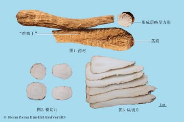 白芷（Baizhi）中药材鉴别照片