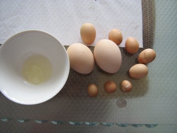 家养母鸡产下一角硬币大小鸡蛋