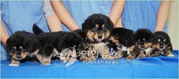 韩造假“克隆之父”小组成功克隆中国藏獒