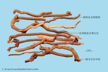 茜草（Qiancao）中药材鉴别照片
