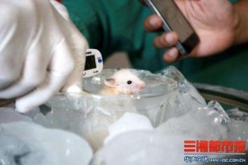 医生实验揭陈光标冰桶挑战造假：小白鼠精囊冻结