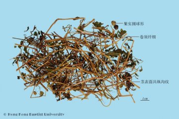 绞股蓝（Jiaogulan）中药材鉴别照片
