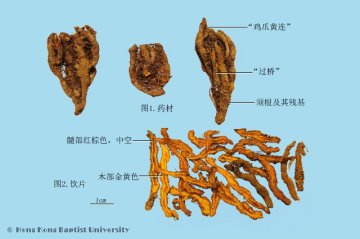 黄连（Huanglian）中药材鉴别照片