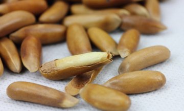 冬季吃松子润肠通便抗衰老